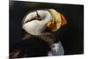 Horned Puffin, Fratercula corniculata, Oregon Coast Aquarium-Adam Jones-Mounted Photographic Print