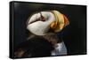 Horned Puffin, Fratercula corniculata, Oregon Coast Aquarium-Adam Jones-Framed Stretched Canvas