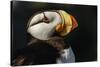 Horned Puffin, Fratercula corniculata, Oregon Coast Aquarium-Adam Jones-Stretched Canvas