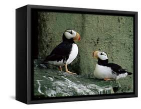 Horned Puffin (Fratercula Corniculata), St. George Island, Pribolof Islands, Alaska, USA-James Hager-Framed Stretched Canvas