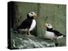 Horned Puffin (Fratercula Corniculata), St. George Island, Pribolof Islands, Alaska, USA-James Hager-Stretched Canvas