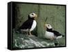 Horned Puffin (Fratercula Corniculata), St. George Island, Pribolof Islands, Alaska, USA-James Hager-Framed Stretched Canvas