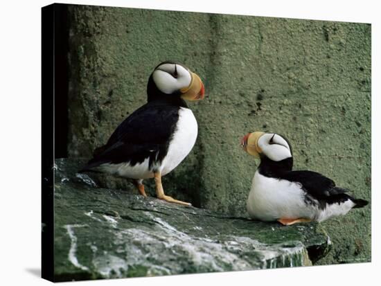 Horned Puffin (Fratercula Corniculata), St. George Island, Pribolof Islands, Alaska, USA-James Hager-Stretched Canvas