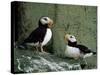 Horned Puffin (Fratercula Corniculata), St. George Island, Pribolof Islands, Alaska, USA-James Hager-Stretched Canvas