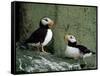 Horned Puffin (Fratercula Corniculata), St. George Island, Pribolof Islands, Alaska, USA-James Hager-Framed Stretched Canvas