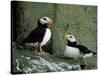 Horned Puffin (Fratercula Corniculata), St. George Island, Pribolof Islands, Alaska, USA-James Hager-Stretched Canvas