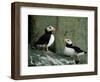 Horned Puffin (Fratercula Corniculata), St. George Island, Pribolof Islands, Alaska, USA-James Hager-Framed Photographic Print