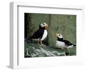 Horned Puffin (Fratercula Corniculata), St. George Island, Pribolof Islands, Alaska, USA-James Hager-Framed Photographic Print