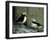 Horned Puffin (Fratercula Corniculata), St. George Island, Pribolof Islands, Alaska, USA-James Hager-Framed Photographic Print