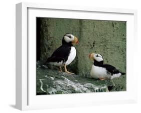 Horned Puffin (Fratercula Corniculata), St. George Island, Pribolof Islands, Alaska, USA-James Hager-Framed Photographic Print