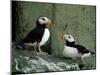 Horned Puffin (Fratercula Corniculata), St. George Island, Pribolof Islands, Alaska, USA-James Hager-Mounted Photographic Print