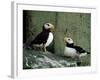 Horned Puffin (Fratercula Corniculata), St. George Island, Pribolof Islands, Alaska, USA-James Hager-Framed Photographic Print