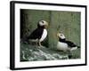 Horned Puffin (Fratercula Corniculata), St. George Island, Pribolof Islands, Alaska, USA-James Hager-Framed Photographic Print