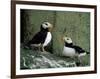 Horned Puffin (Fratercula Corniculata), St. George Island, Pribolof Islands, Alaska, USA-James Hager-Framed Photographic Print