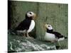 Horned Puffin (Fratercula Corniculata), St. George Island, Pribolof Islands, Alaska, USA-James Hager-Mounted Photographic Print