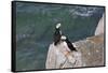 Horned Puffin on Kolyuchin Island, once an important Russian Polar Research Station, Bering Sea-Keren Su-Framed Stretched Canvas