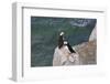 Horned Puffin on Kolyuchin Island, once an important Russian Polar Research Station, Bering Sea-Keren Su-Framed Photographic Print