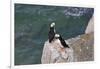 Horned Puffin on Kolyuchin Island, once an important Russian Polar Research Station, Bering Sea-Keren Su-Framed Photographic Print