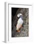 Horned puffin with needle fish in beak, Bird Island, Lake Clark National Park and Preserve, Alaska-Adam Jones-Framed Photographic Print