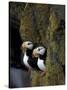 Horned Puffins on Ledge of Lichen, Pribilofs, St. Paul Island, Alaska, USA-Hugh Rose-Stretched Canvas