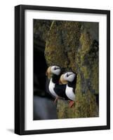 Horned Puffins on Ledge of Lichen, Pribilofs, St. Paul Island, Alaska, USA-Hugh Rose-Framed Photographic Print