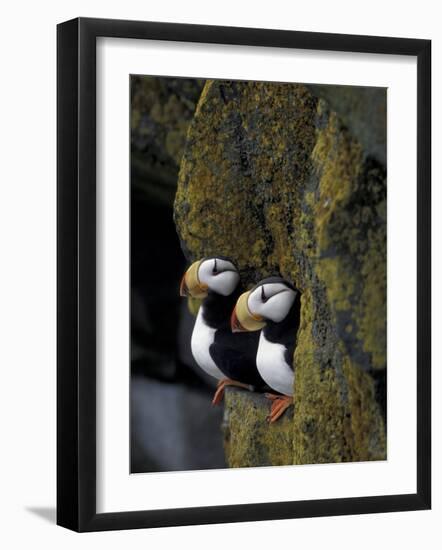 Horned Puffins on Ledge of Lichen, Pribilofs, St. Paul Island, Alaska, USA-Hugh Rose-Framed Photographic Print