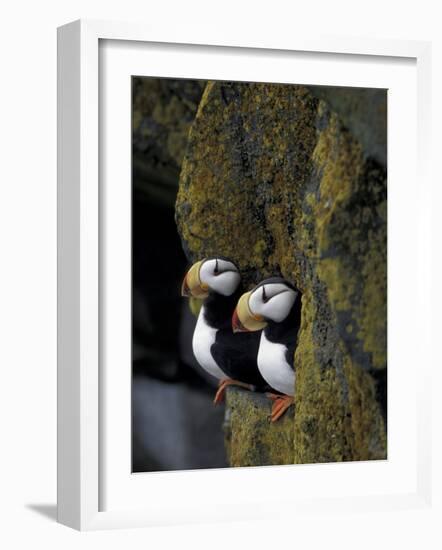 Horned Puffins on Ledge of Lichen, Pribilofs, St. Paul Island, Alaska, USA-Hugh Rose-Framed Photographic Print