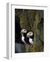 Horned Puffins on Ledge of Lichen, Pribilofs, St. Paul Island, Alaska, USA-Hugh Rose-Framed Photographic Print