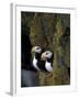 Horned Puffins on Ledge of Lichen, Pribilofs, St. Paul Island, Alaska, USA-Hugh Rose-Framed Photographic Print