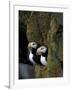 Horned Puffins on Ledge of Lichen, Pribilofs, St. Paul Island, Alaska, USA-Hugh Rose-Framed Photographic Print