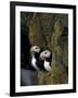 Horned Puffins on Ledge of Lichen, Pribilofs, St. Paul Island, Alaska, USA-Hugh Rose-Framed Photographic Print