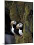 Horned Puffins on Ledge of Lichen, Pribilofs, St. Paul Island, Alaska, USA-Hugh Rose-Mounted Photographic Print