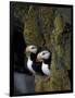 Horned Puffins on Ledge of Lichen, Pribilofs, St. Paul Island, Alaska, USA-Hugh Rose-Framed Photographic Print