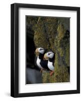 Horned Puffins on Ledge of Lichen, Pribilofs, St. Paul Island, Alaska, USA-Hugh Rose-Framed Photographic Print