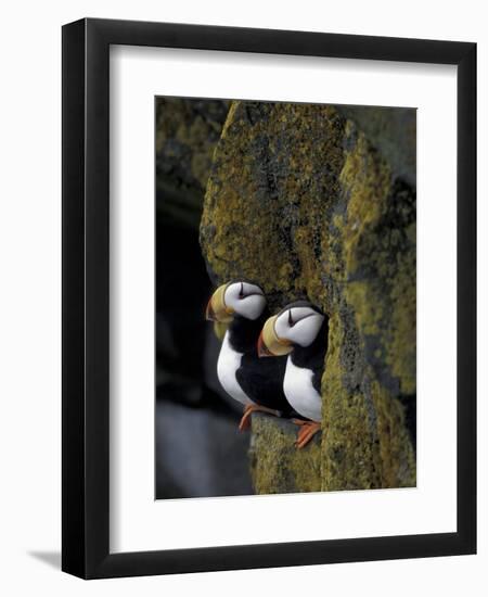 Horned Puffins on Ledge of Lichen, Pribilofs, St. Paul Island, Alaska, USA-Hugh Rose-Framed Photographic Print