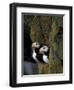 Horned Puffins on Ledge of Lichen, Pribilofs, St. Paul Island, Alaska, USA-Hugh Rose-Framed Photographic Print