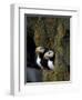 Horned Puffins on Ledge of Lichen, Pribilofs, St. Paul Island, Alaska, USA-Hugh Rose-Framed Photographic Print