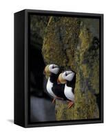 Horned Puffins on Ledge of Lichen, Pribilofs, St. Paul Island, Alaska, USA-Hugh Rose-Framed Stretched Canvas