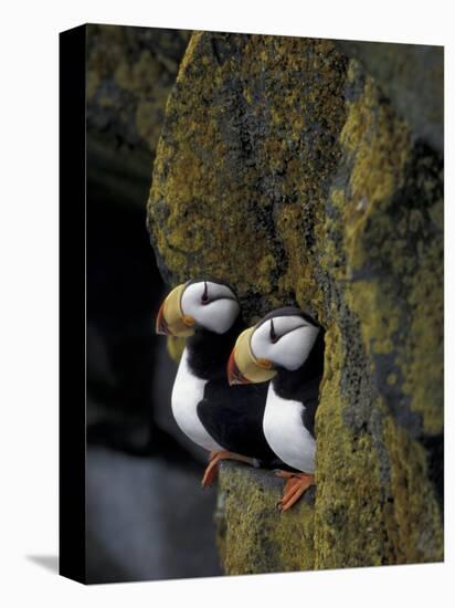 Horned Puffins on Ledge of Lichen, Pribilofs, St. Paul Island, Alaska, USA-Hugh Rose-Stretched Canvas