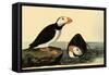 Horned Puffins-John James Audubon-Framed Stretched Canvas