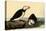 Horned Puffins-John James Audubon-Stretched Canvas
