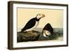 Horned Puffins-John James Audubon-Framed Giclee Print