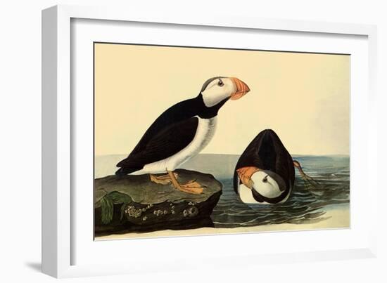 Horned Puffins-John James Audubon-Framed Giclee Print