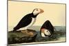 Horned Puffins-John James Audubon-Mounted Giclee Print