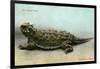 Horned Toad, Fort Davis-null-Framed Art Print