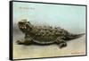 Horned Toad, Fort Davis-null-Framed Stretched Canvas