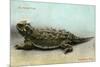 Horned Toad, Fort Davis-null-Mounted Art Print