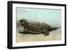 Horned Toad, Fort Davis-null-Framed Premium Giclee Print