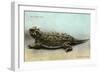 Horned Toad, Fort Davis-null-Framed Premium Giclee Print