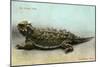 Horned Toad, Fort Davis-null-Mounted Premium Giclee Print